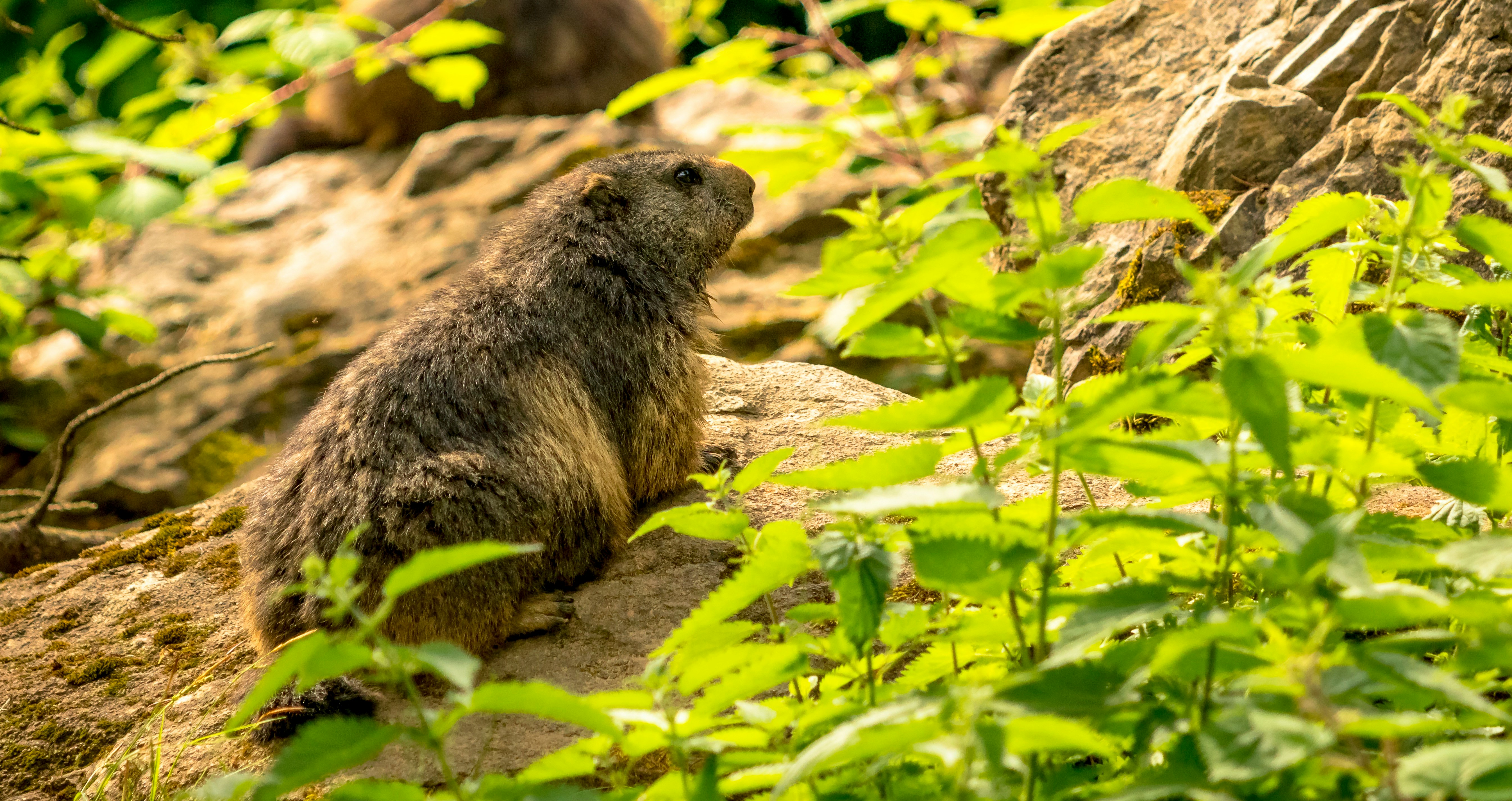 brown rodent on brown soil